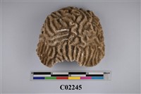 藏品(珊瑚化石)的圖片